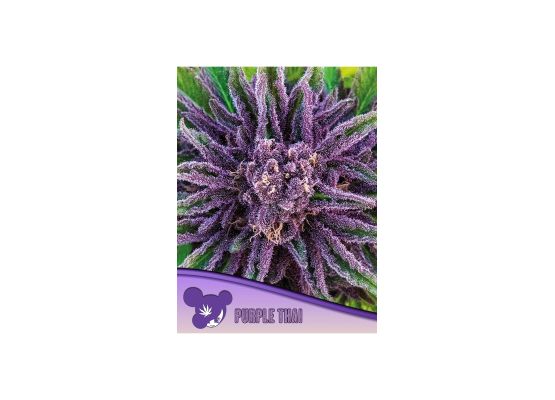 Anesia Seeds Purple Thai (3)