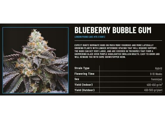 Cookies Bluberry Bubble Gum (3)
