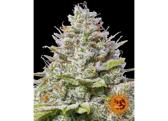 Barney’s Farm Blue Gelato 41 (1)