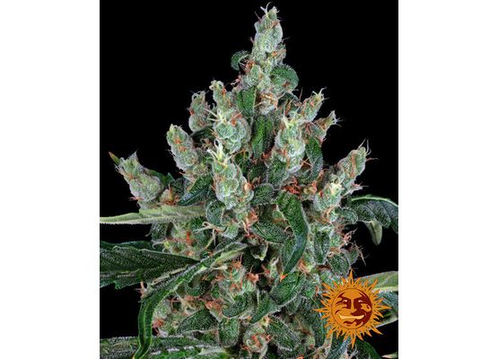Barney’s Farm Laughing Buddha (3)