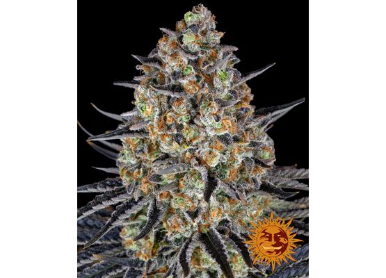 Barney’s Farm LSD (3)