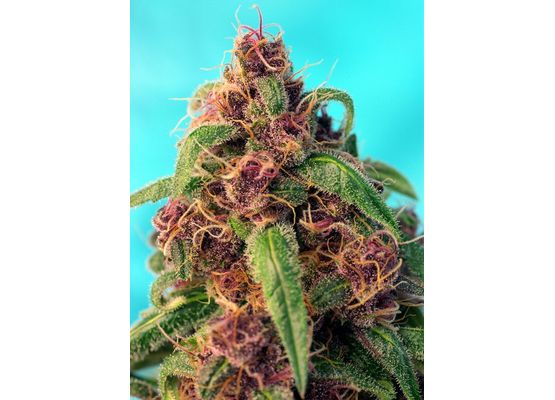 Sweet Seeds Red Mandarine F1 Fast (3)