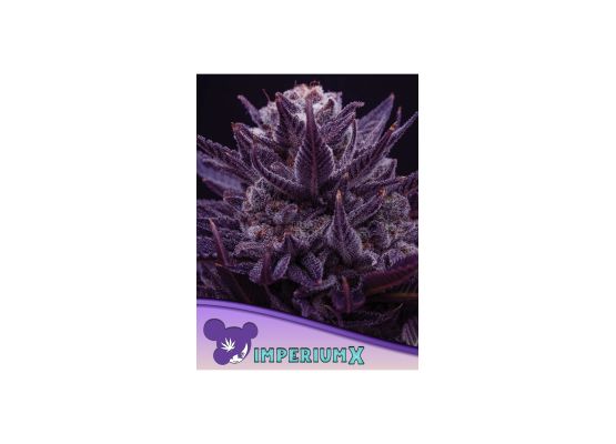 Anesia Seeds Imperium X (3)
