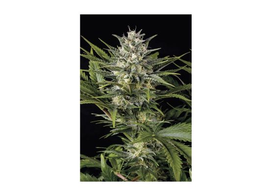 Humboldt Seeds Pineapple Skunk (3)