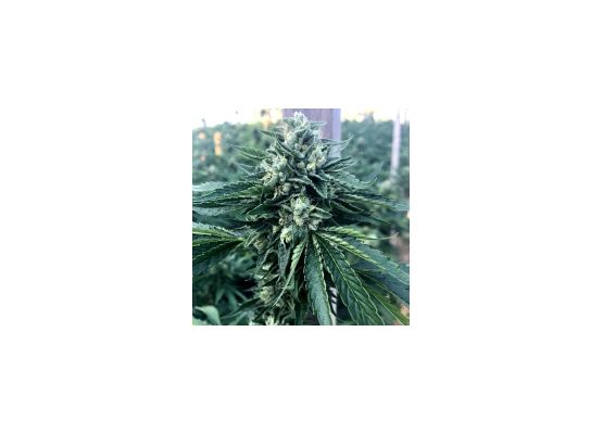 Humboldt Seeds Cinnamon Buddha Og (3)