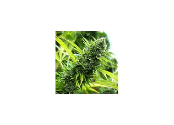 Humboldt Seeds Banana Sapphire (3)