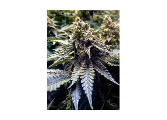 Humboldt Seeds Chocolate Mint Og (3)