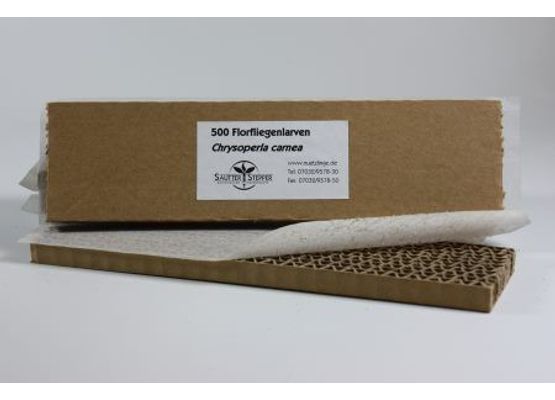 Florfliegenlarven gegen Blattläuse u.a. 500 Stück