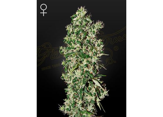 Green House Seeds Big Tooth (3)
