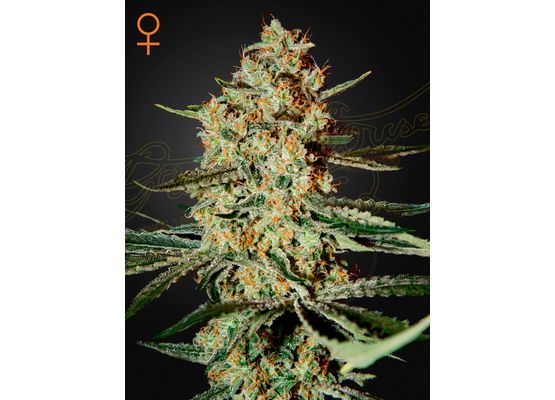 Green House Seeds Himalaya Gold (3)
