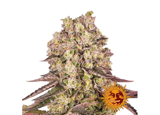 Barney’s Farm Runtz Muffin (3)