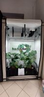 Homebox R120S + 220W LED HortiOne Set