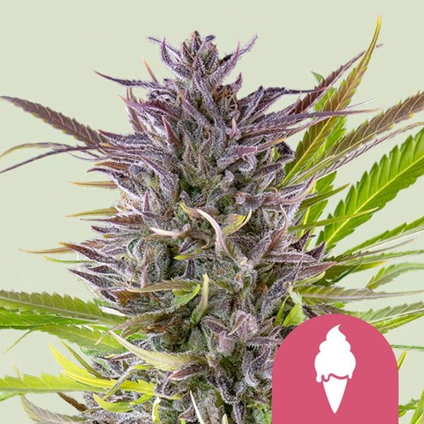 Royal Queen Seeds Green Gelato (1)