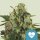 Royal Queen Seeds Medical Mass CBD (3)