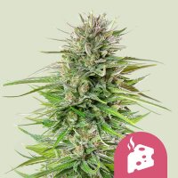 Royal Queen Seeds Blue Cheese (1)