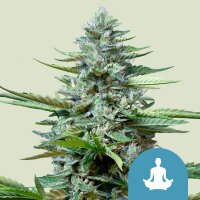 Royal Queen Seeds Stress Killer CBD Auto (1)