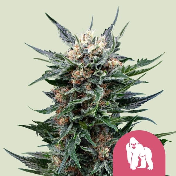 Royal Queen Seeds Royal Gorilla (5)