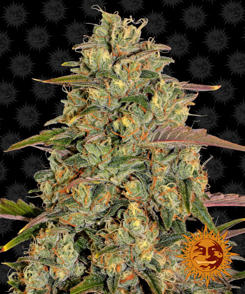 Barney’s Farm Amnesia Lemon (3)