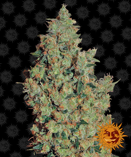 Barney’s Farm Tangerine Dream (3)