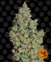 Barney’s Farm Tangerine Dream (3)