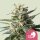 Royal Queen Seeds Lemon Shining Silver Haze (3)