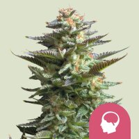 Royal Queen Seeds Amnesia Haze (3)