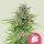 Royal Queen Seeds Blue Cheese (3)