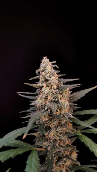 420fastbuds bulk Original Auto Critical