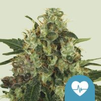 Royal Queen Seeds Medical Mass CBD (1)