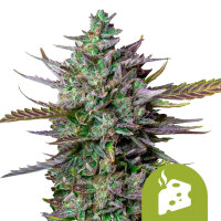 Royal Queen Seeds Blue Cheese Auto (3)