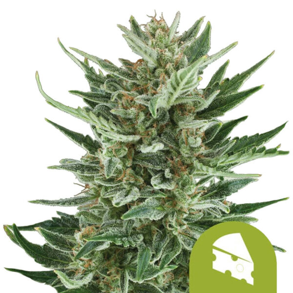 Royal Queen Seeds Royal Cheese Auto (3)