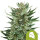 Royal Queen Seeds Royal Cheese Auto (3)