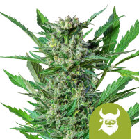 Royal Queen Seeds Royal Dwarf Auto (3)