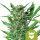 Royal Queen Seeds Royal Dwarf Auto (3)