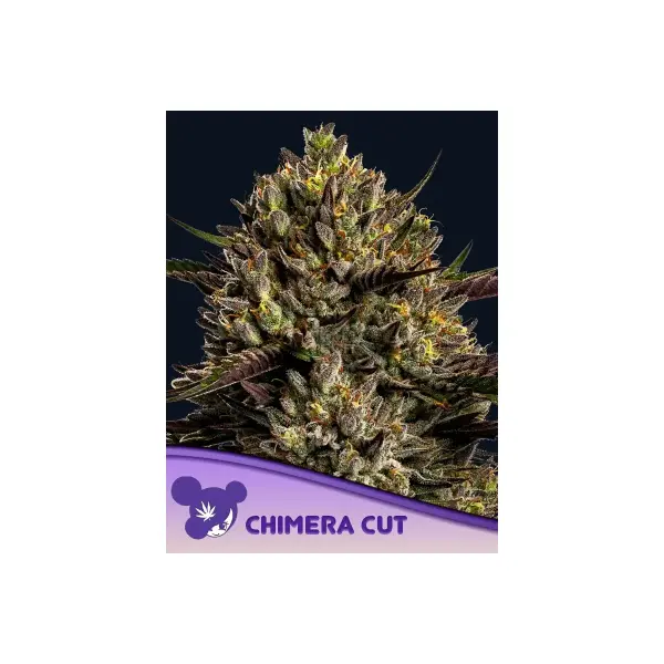 Anesia Seeds Chimera Cut (3)