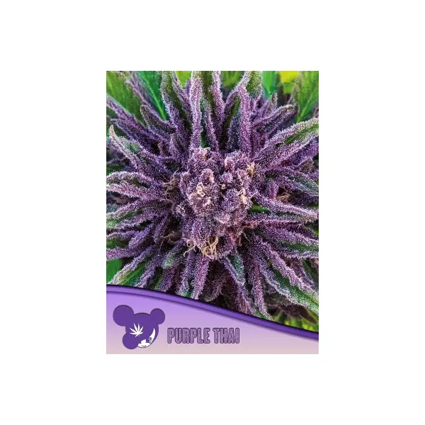 Anesia Seeds Purple Thai (3)