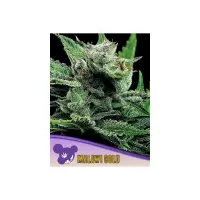 Anesia Seeds Malawi Gold (3)