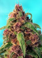 Sweet Seeds Red Mandarine F1 Fast (3)