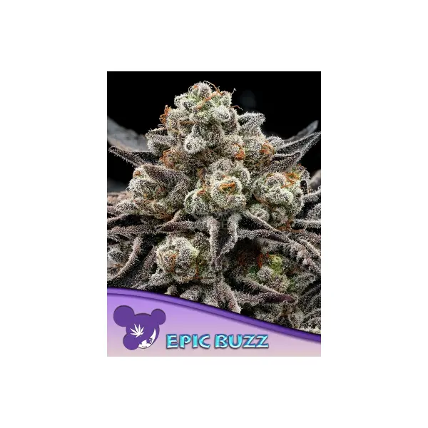 Anesia Seeds Epic Buzz (3)