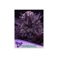 Anesia Seeds Imperium X (3)