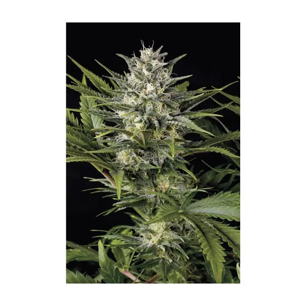 Humboldt Seeds Pineapple Skunk (3)