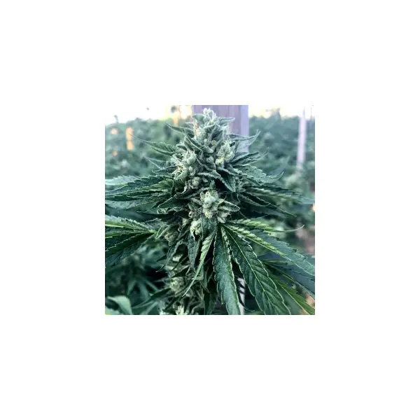 Humboldt Seeds Cinnamon Buddha Og (3)