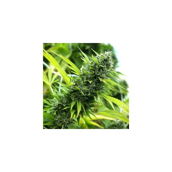 Humboldt Seeds Banana Sapphire (3)