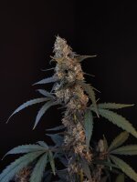 420fastbuds Original BubbleGum auto (1)