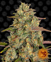 Barney’s Farm Amnesia Lemon (1)