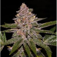 Ripper Seeds Radical Juice (5)